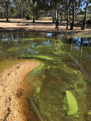 Scums of blue-green algae in a lake