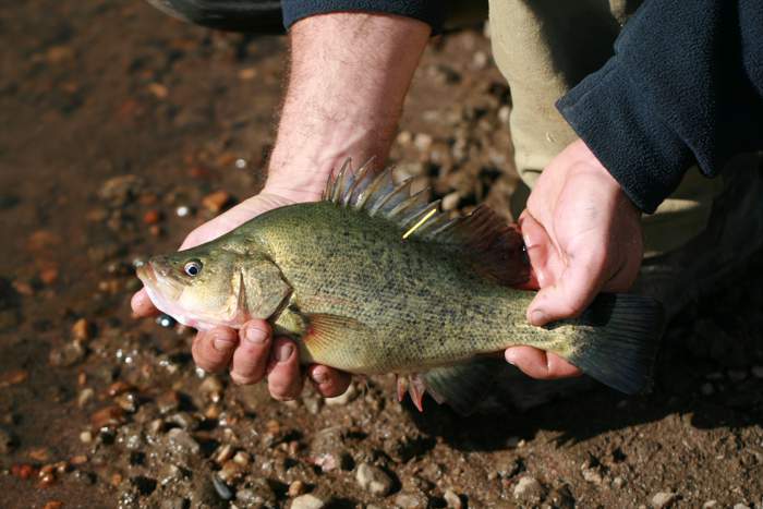 A golden perch fish native to the Murray-Darling system.