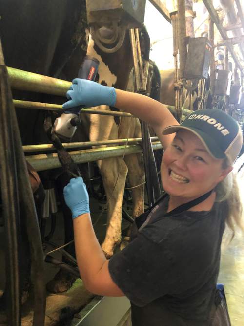 Dairy farmer Georgie Sims working in her family dairy near Rochester.