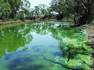 Loddon River blue-green algae outbreak Loddon River blue-green algae outbreak
