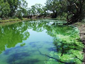 Loddon River blue-green algae outbreak