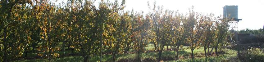 Shepparton Irrigation Region Groundwater Management Area Shepparton Irrigation Region Groundwater Management Area