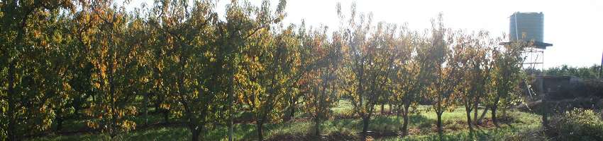 Shepparton Irrigation Region Groundwater Management Area