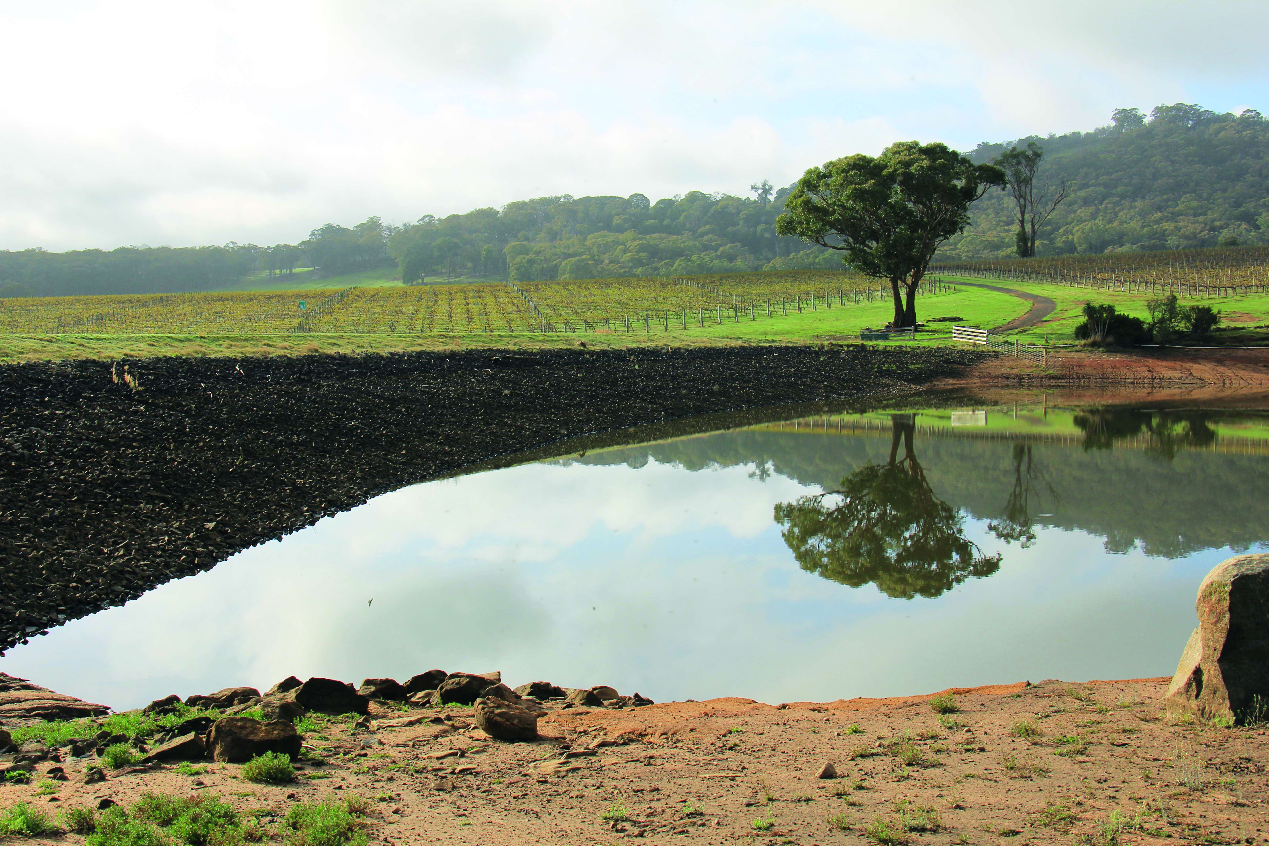 A dam on a still day with the reflection of a tree in it A dam on a still day with the reflection of a tree in it