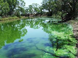 Loddon River blue-green algae outbreak